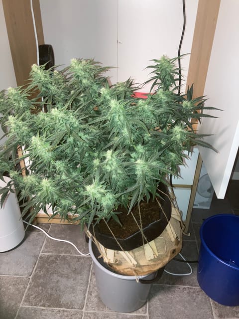 Closet Grow | 🍪GSC (auto) — flower, day 53