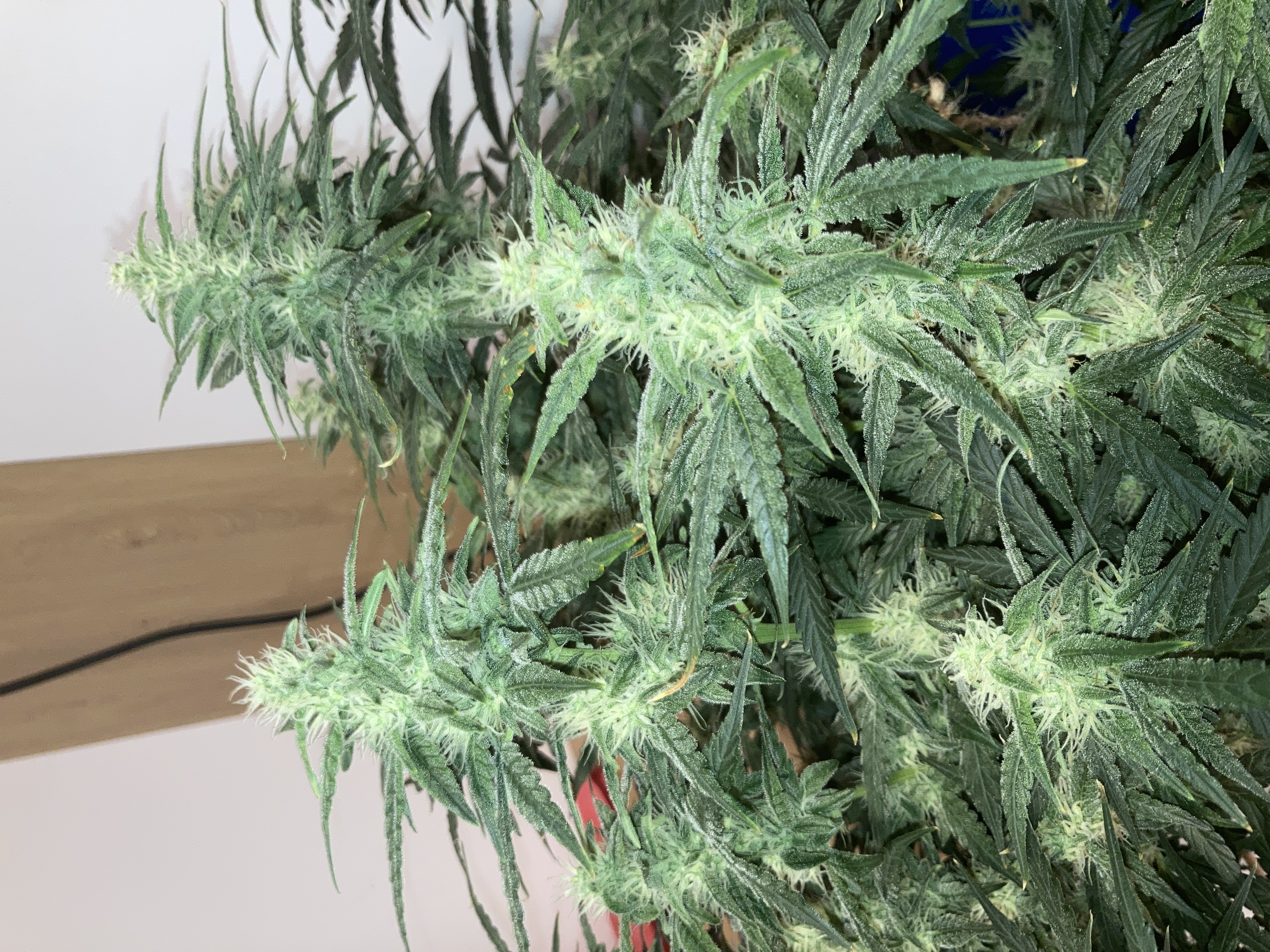 Closet Grow | 🍪GSC (auto)  — flower, day 53