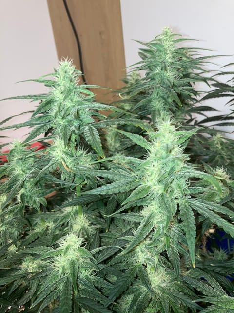 Closet Grow | 🍪GSC (auto) — flower, day 53