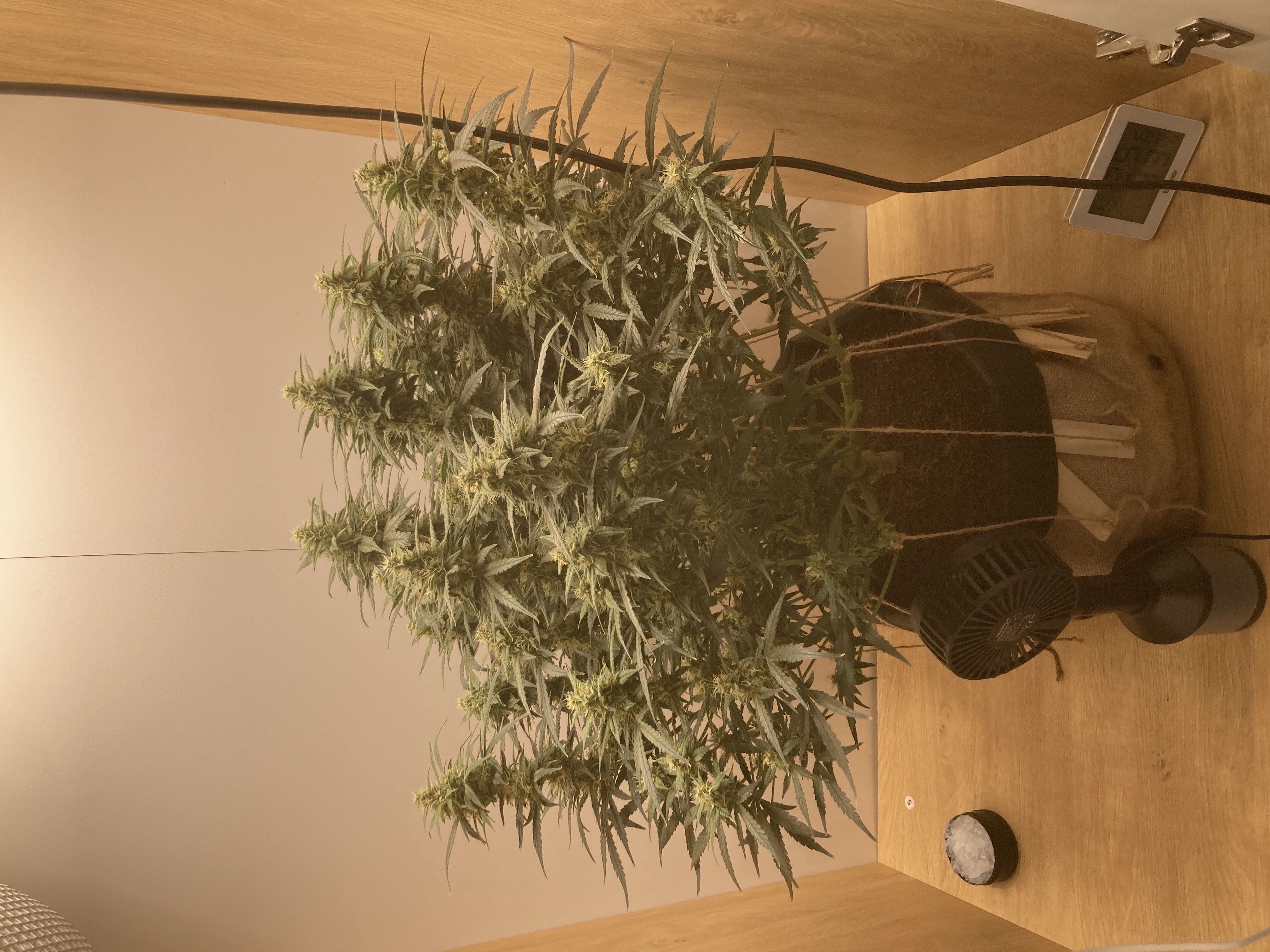 Closet Grow | 🍪GSC (auto)  — flower, day 57