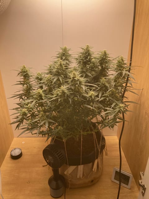 Closet Grow | 🍪GSC (auto) — flower, day 57