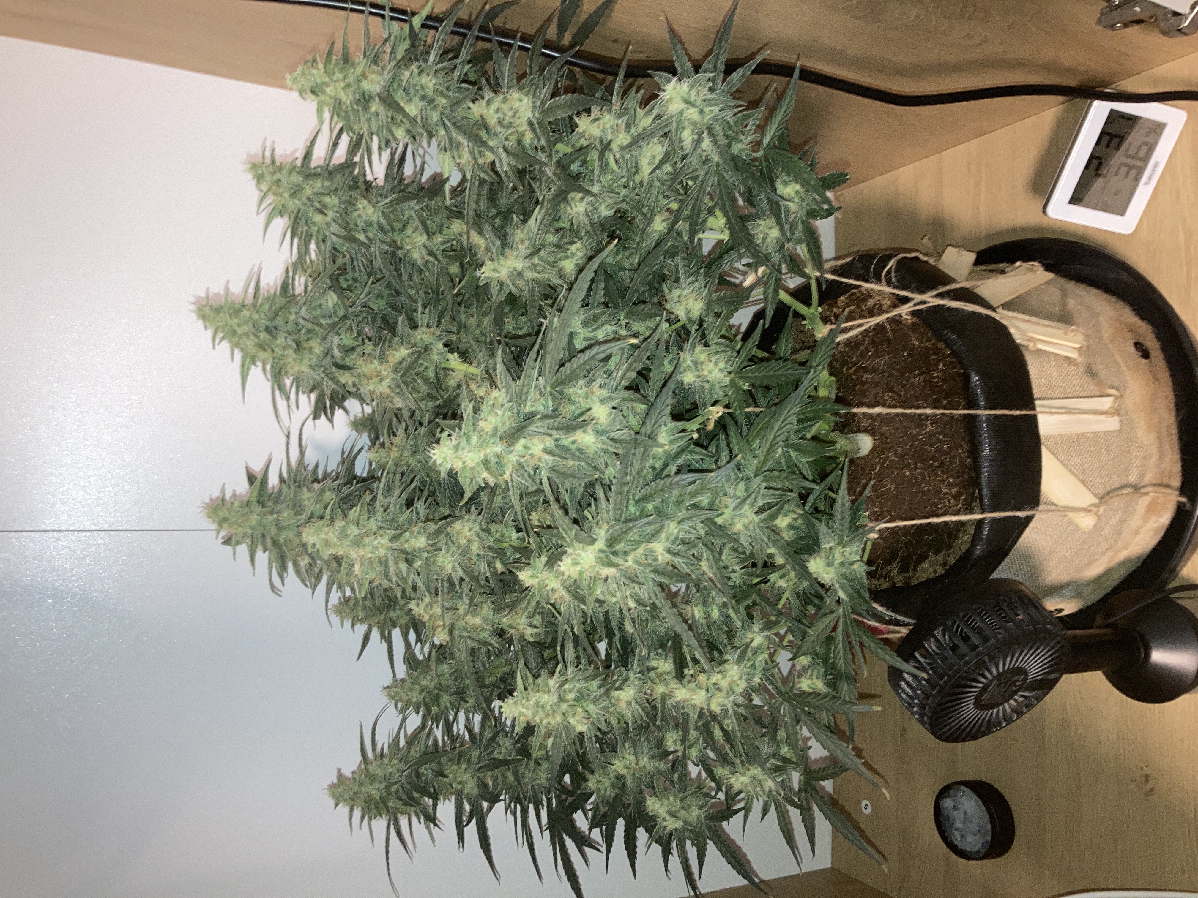 Closet Grow | 🍪GSC (auto)  — flower, day 64