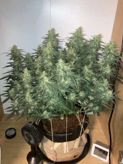 Closet Grow | 🍪GSC (auto) — flower, day 64
