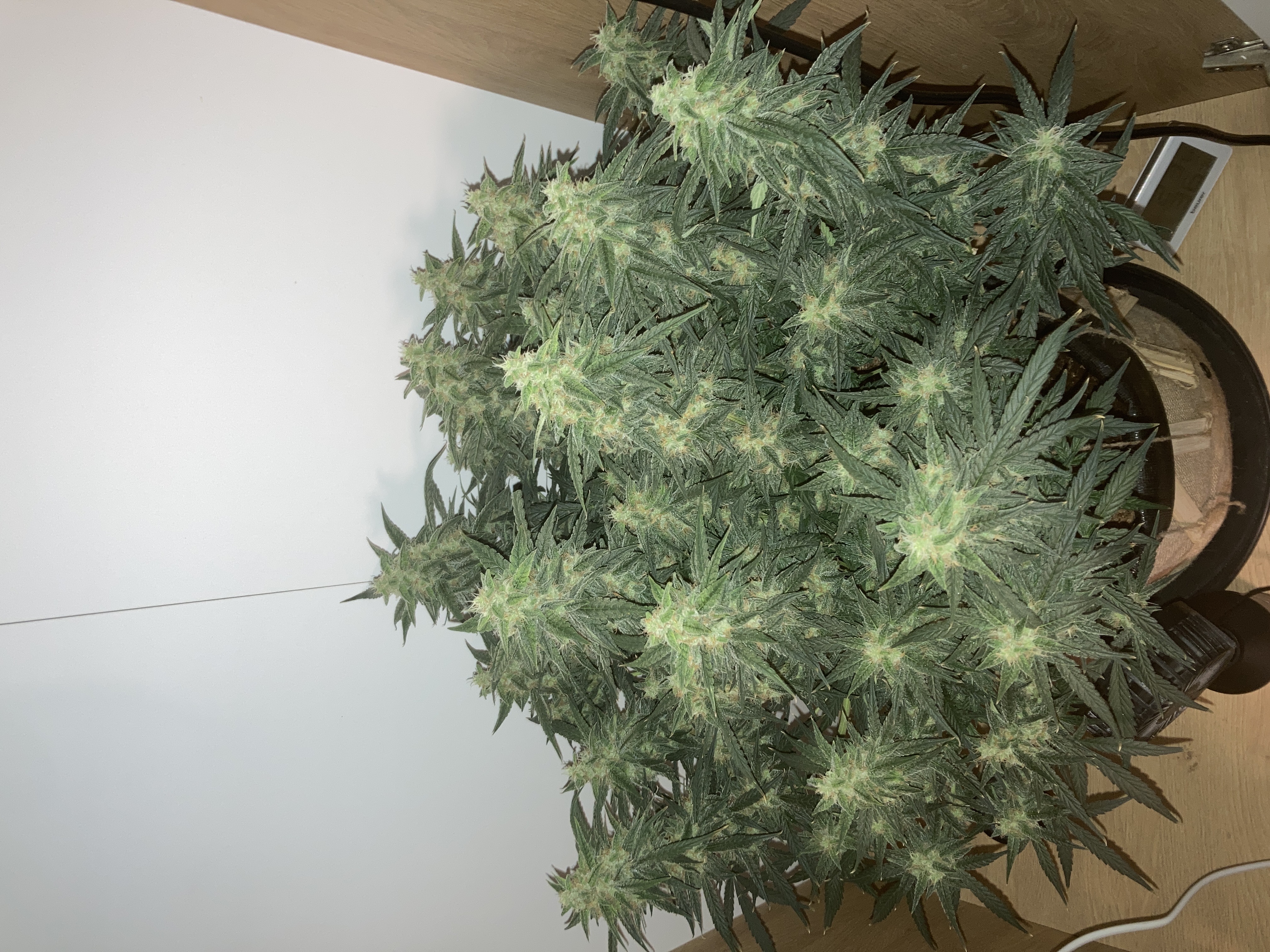 Closet Grow | 🍪GSC (auto)  — flower, day 64