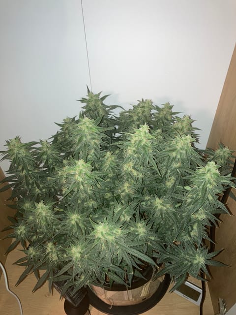 Closet Grow | 🍪GSC (auto) — flower, day 64