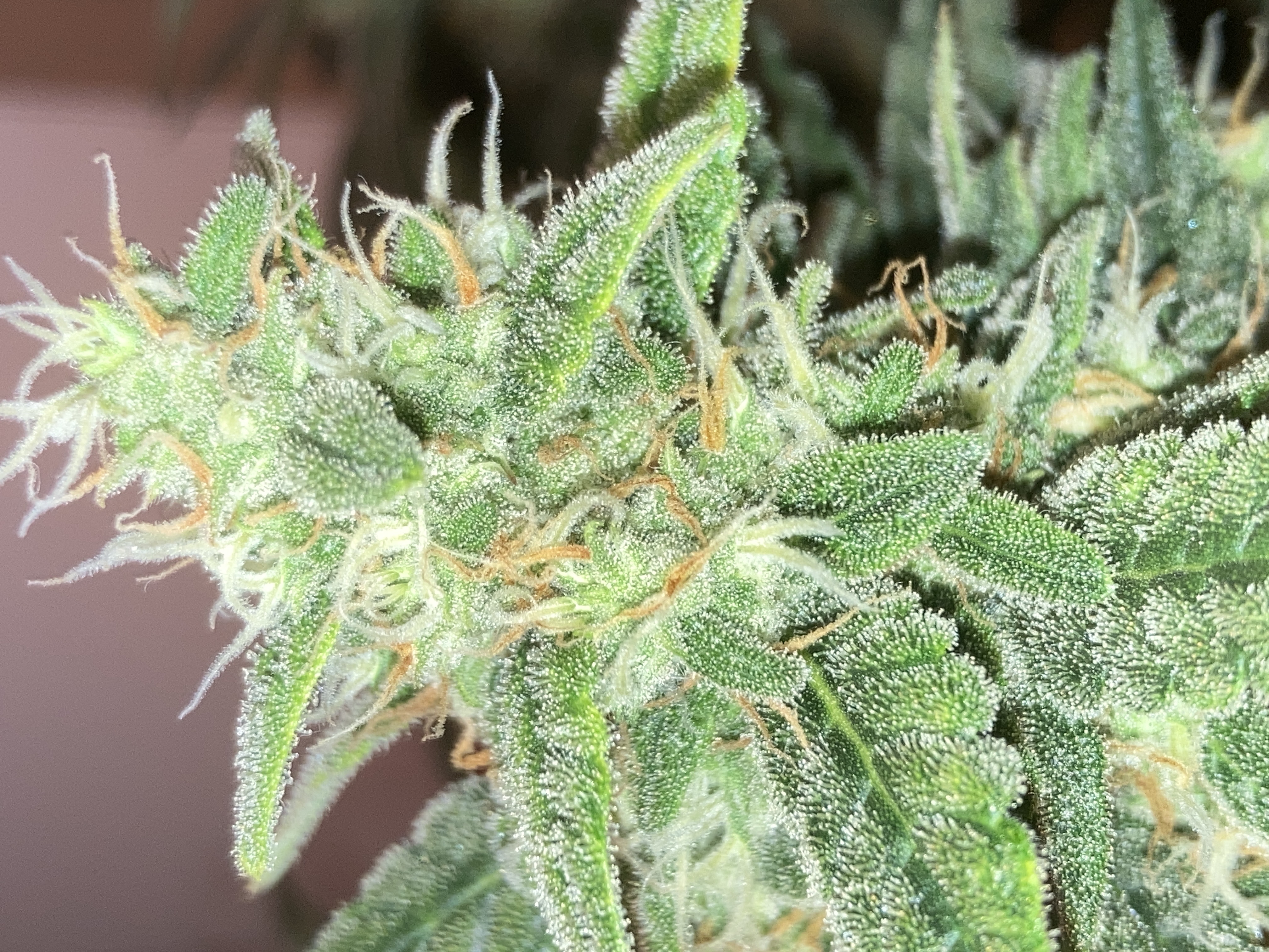 Closet Grow | 🍪GSC (auto)  — flower, day 64