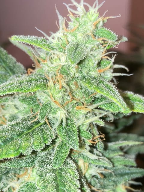 Closet Grow | 🍪GSC (auto) — flower, day 64