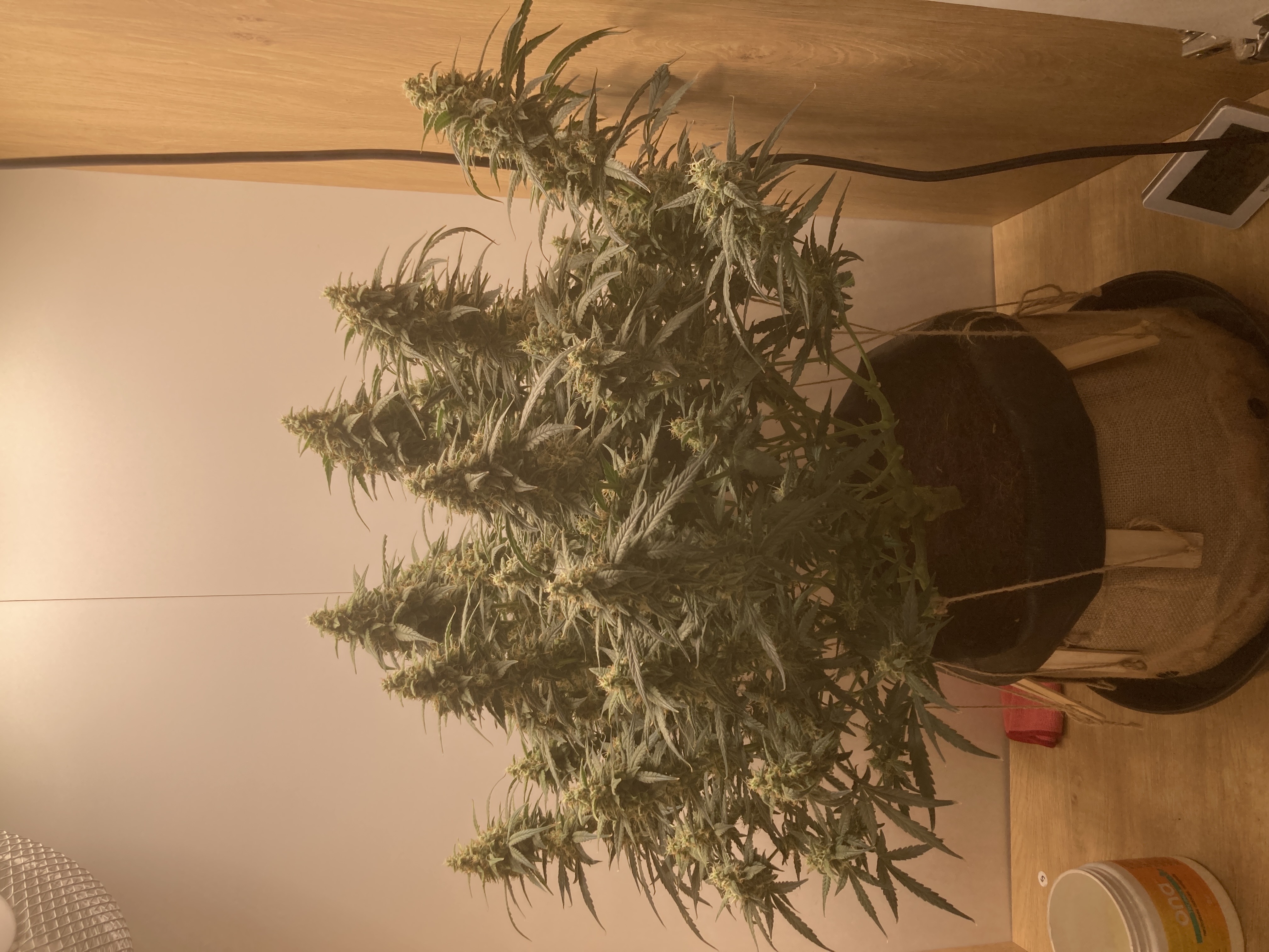 Closet Grow | 🍪GSC (auto)  — flower, day 68