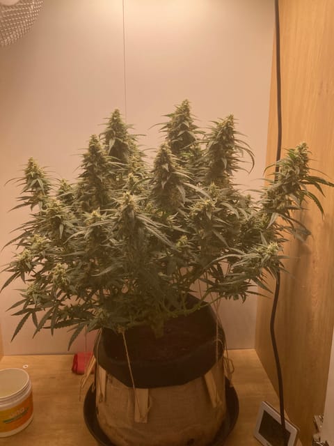 Closet Grow | 🍪GSC (auto) — flower, day 68