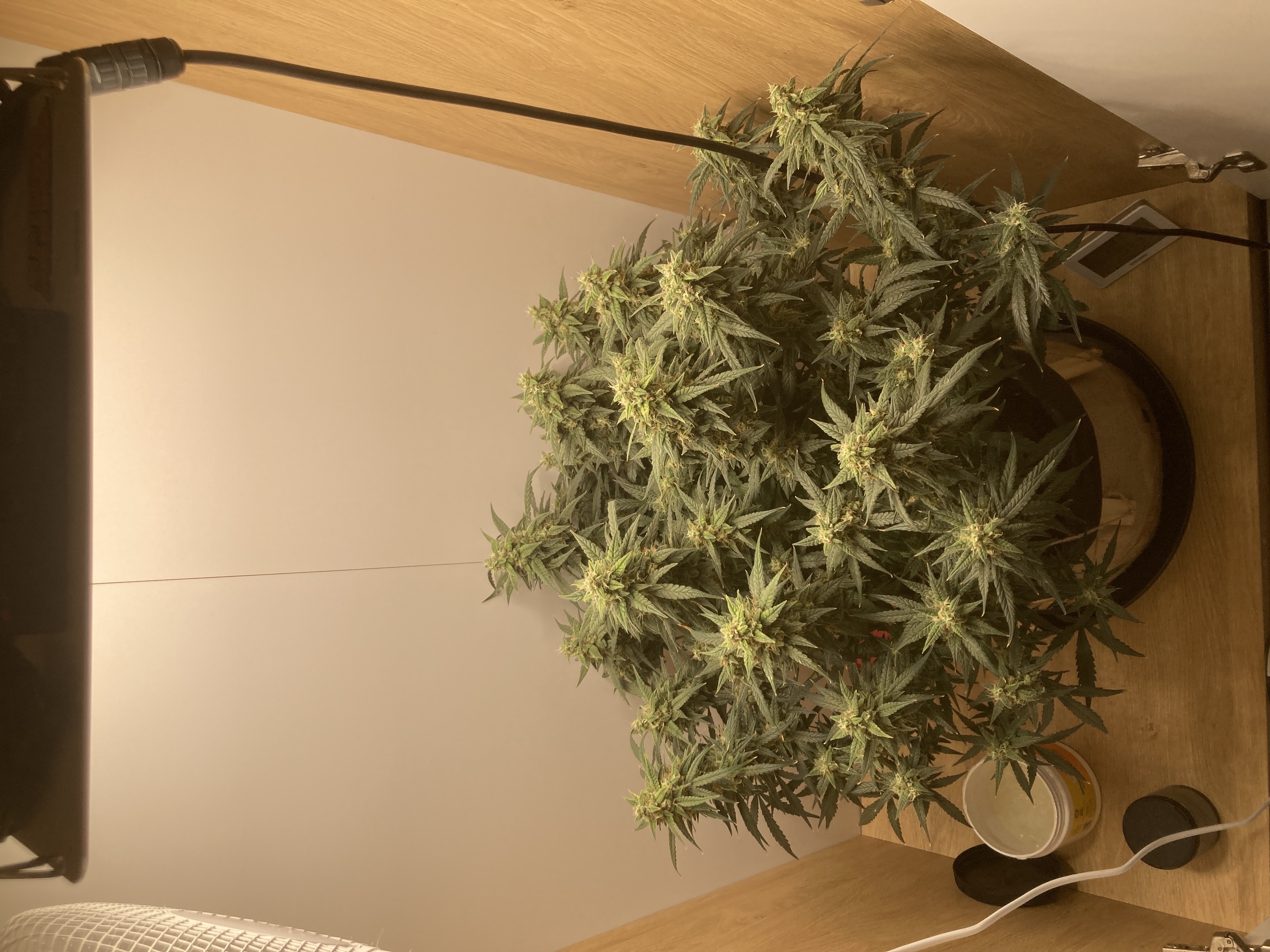 Closet Grow | 🍪GSC (auto)  — flower, day 68