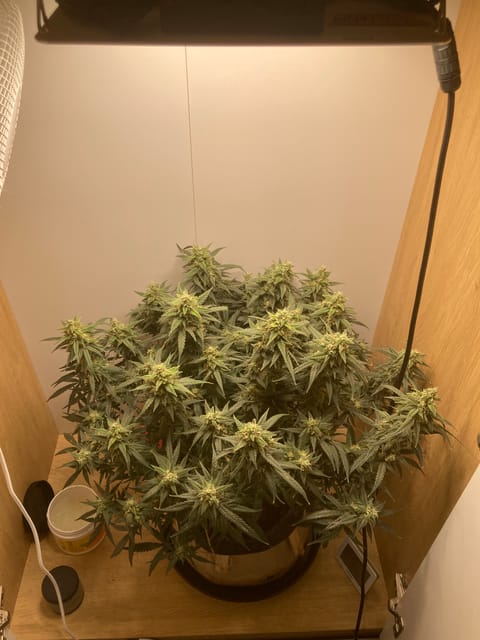 Closet Grow | 🍪GSC (auto) — flower, day 68