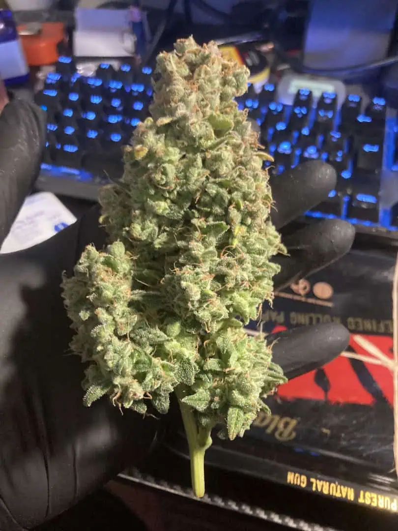 Closet Grow | 🍪GSC (auto) 