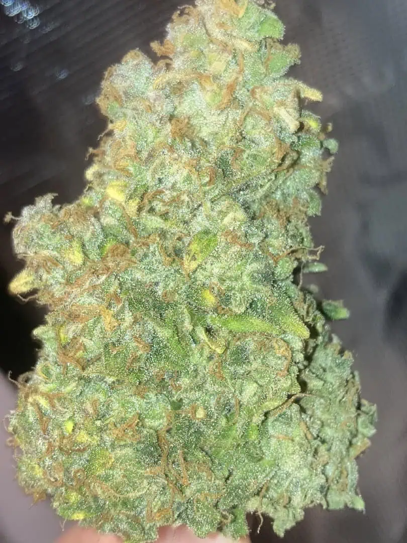 Closet Grow | 🍪GSC (auto)  — harvest, day 94