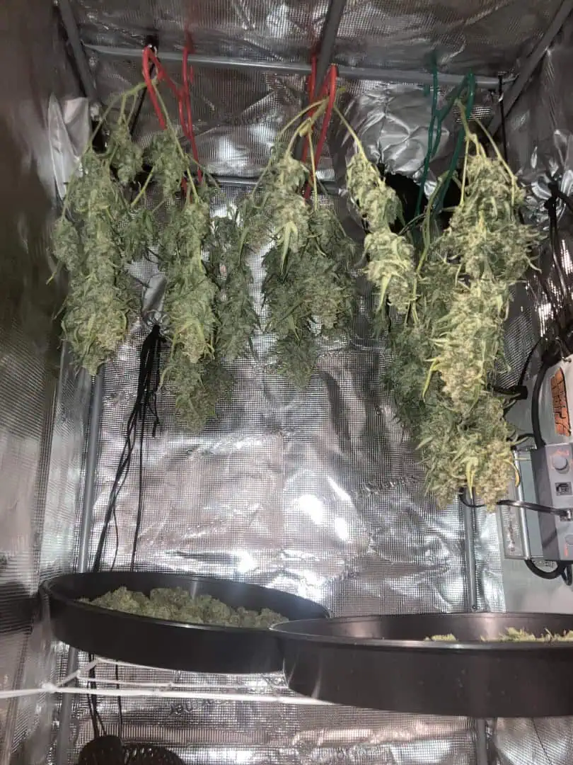 Closet Grow | 🍪GSC (auto)  — harvest, day 94