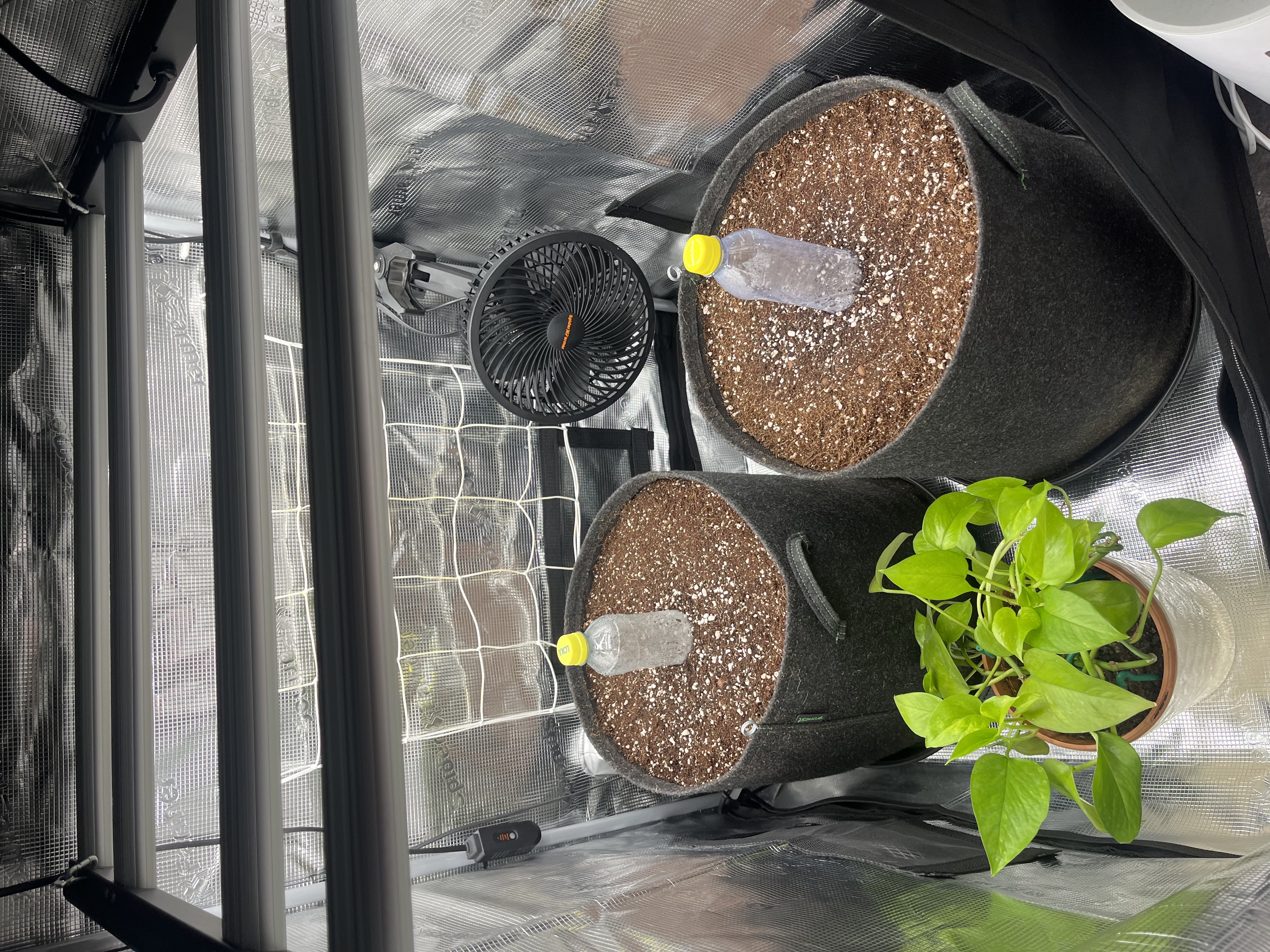 Gorilla Zkittlez & RS #11