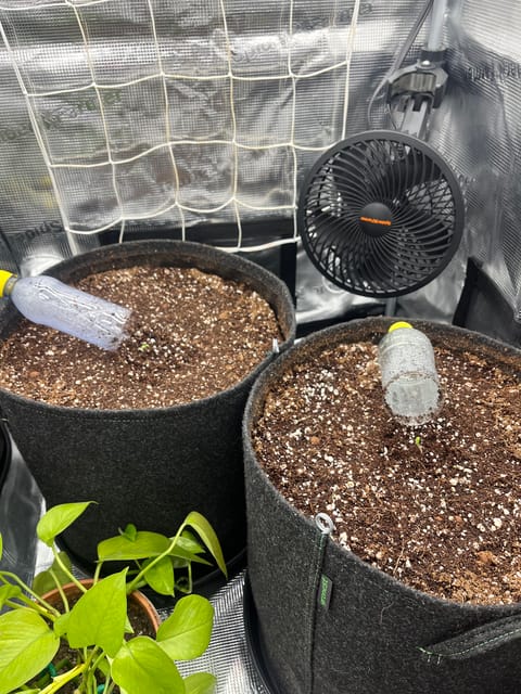 Gorilla Zkittlez & RS #11 — seedling_rooting, day 4