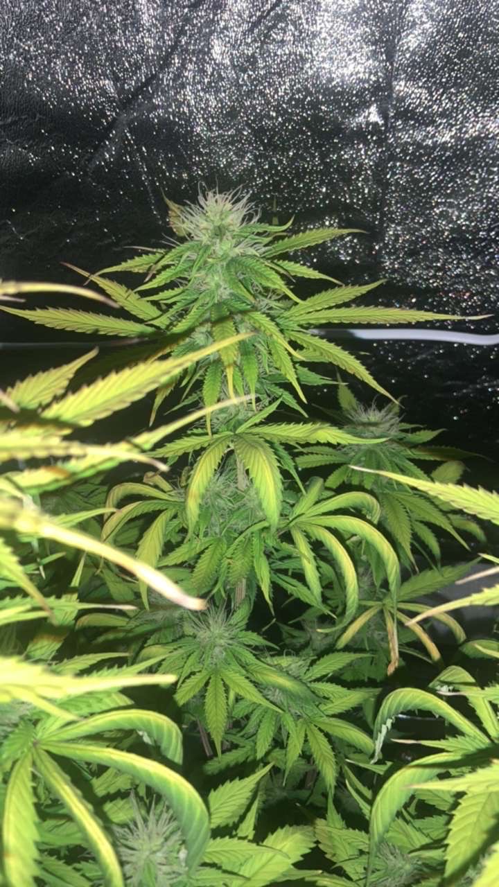 oh kush — auto, day 1