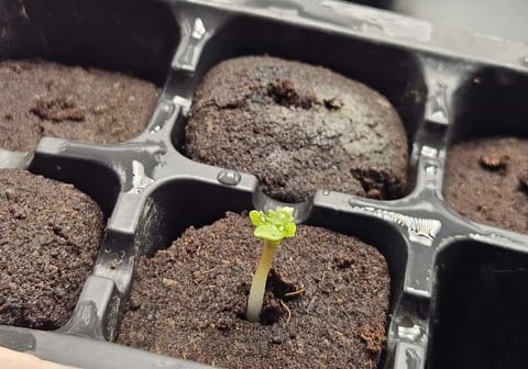 mainlining?