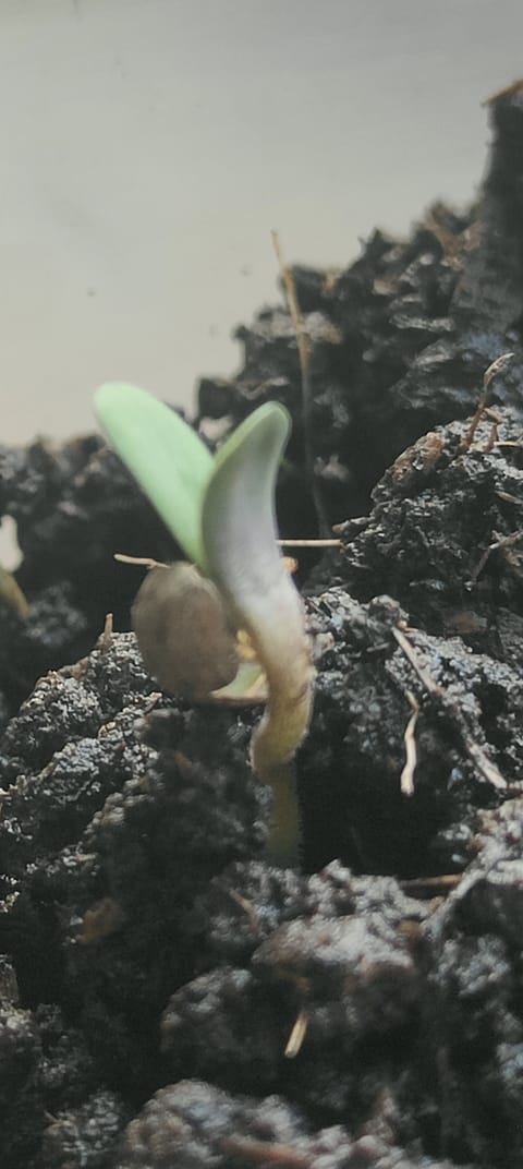 rsm — seedling_rooting, day 1