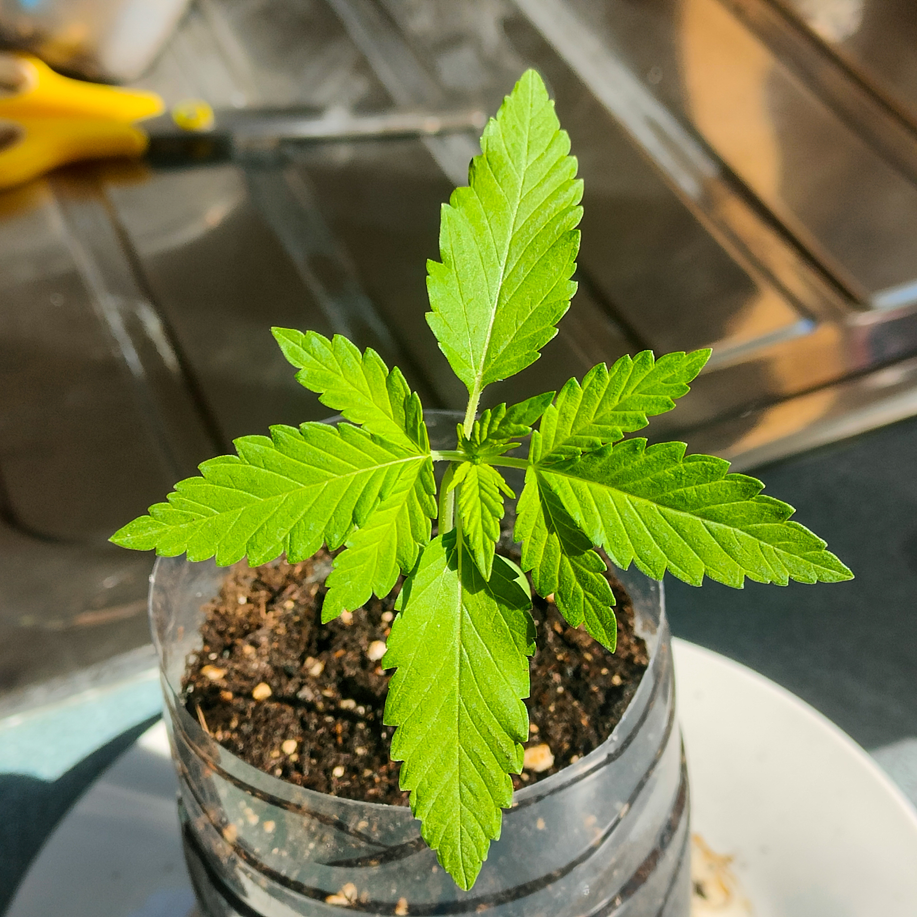 rsm — vegetative, day 15