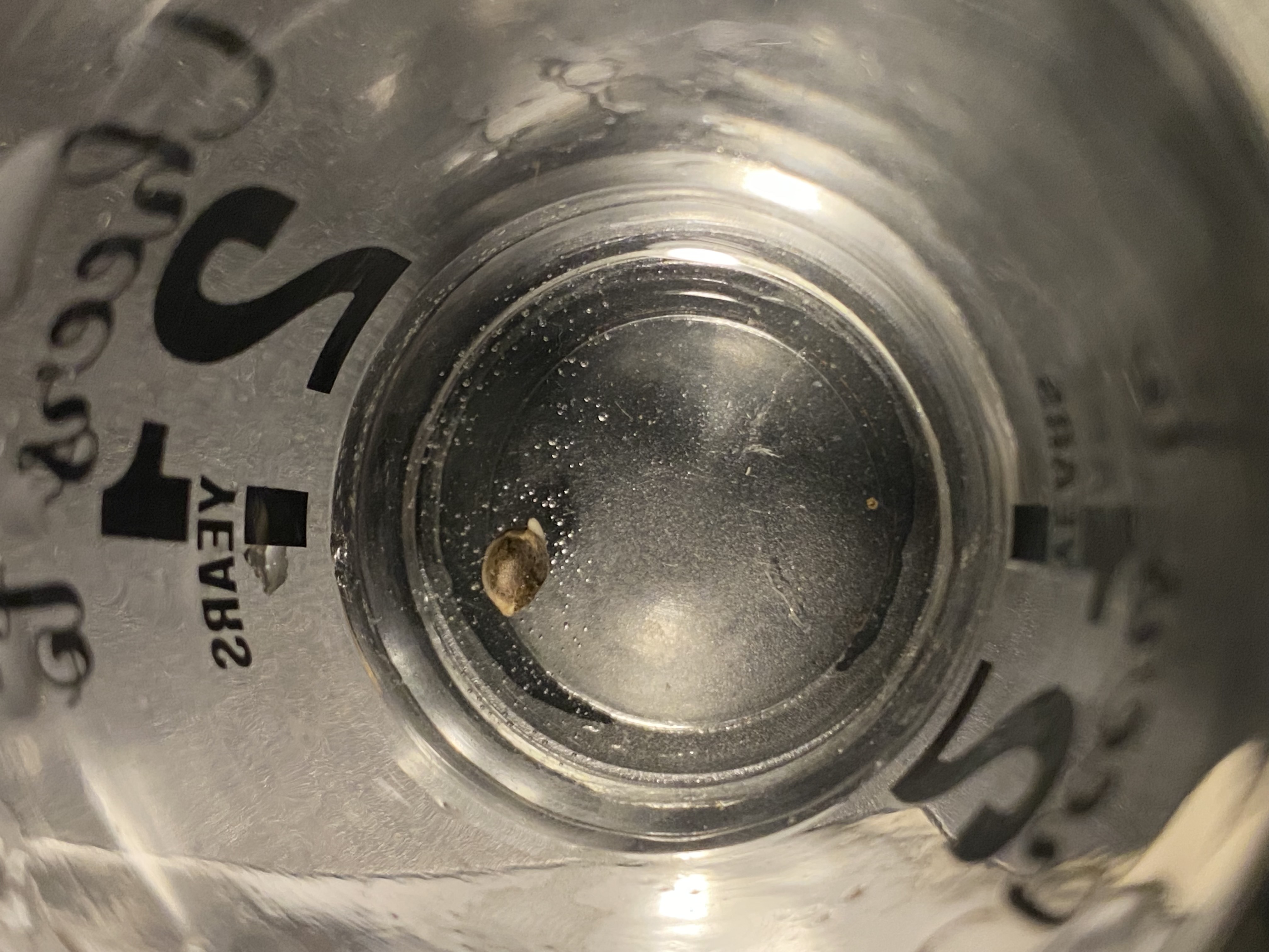 Red Mimosa XL(auto) — germination, day 3