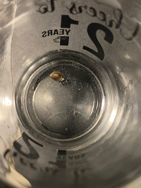 Red Mimosa XL(auto) — germination, day 3