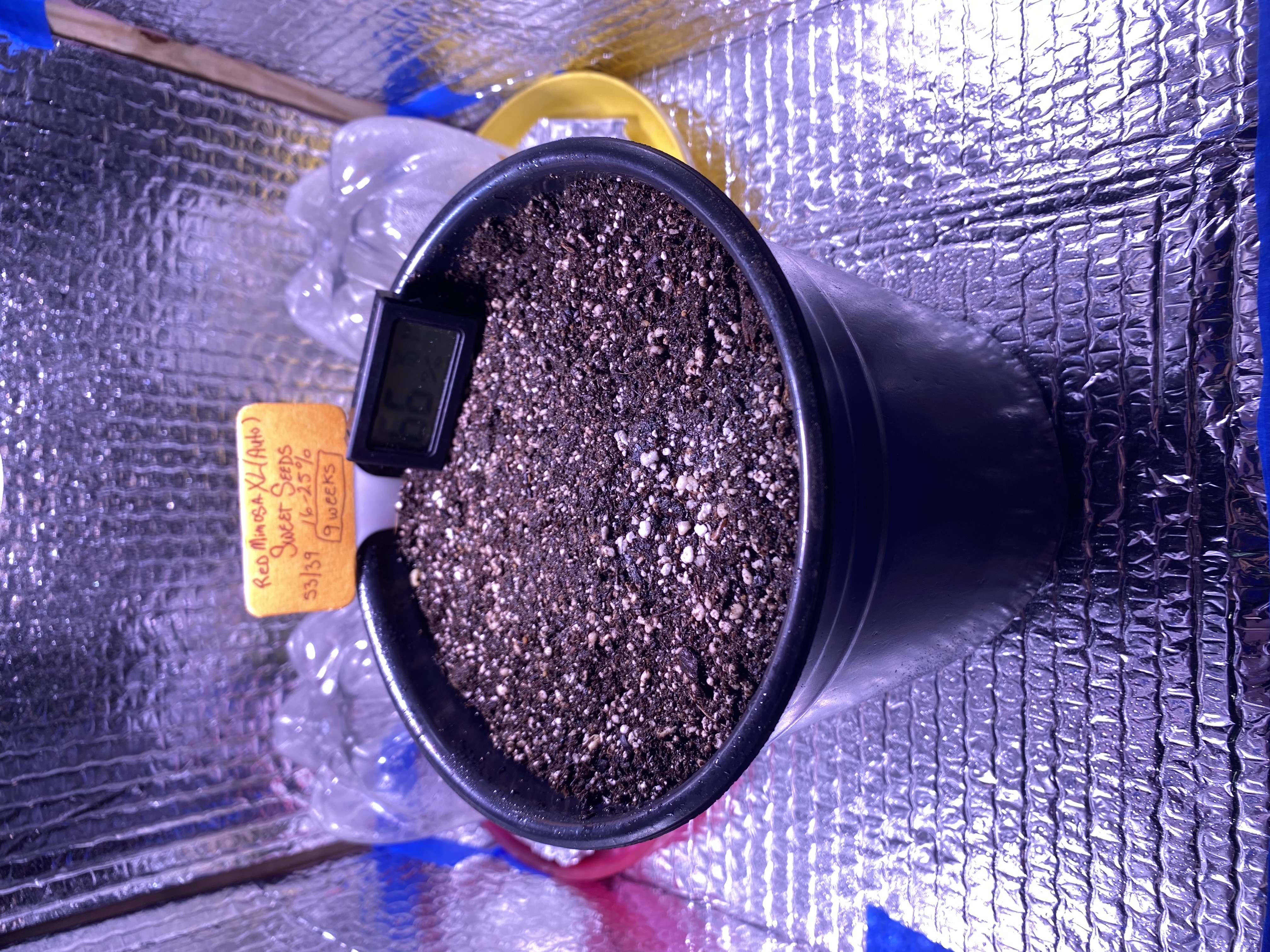 Red Mimosa XL(auto) — germination, day 3