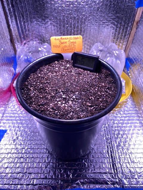 Red Mimosa XL(auto) — germination, day 3