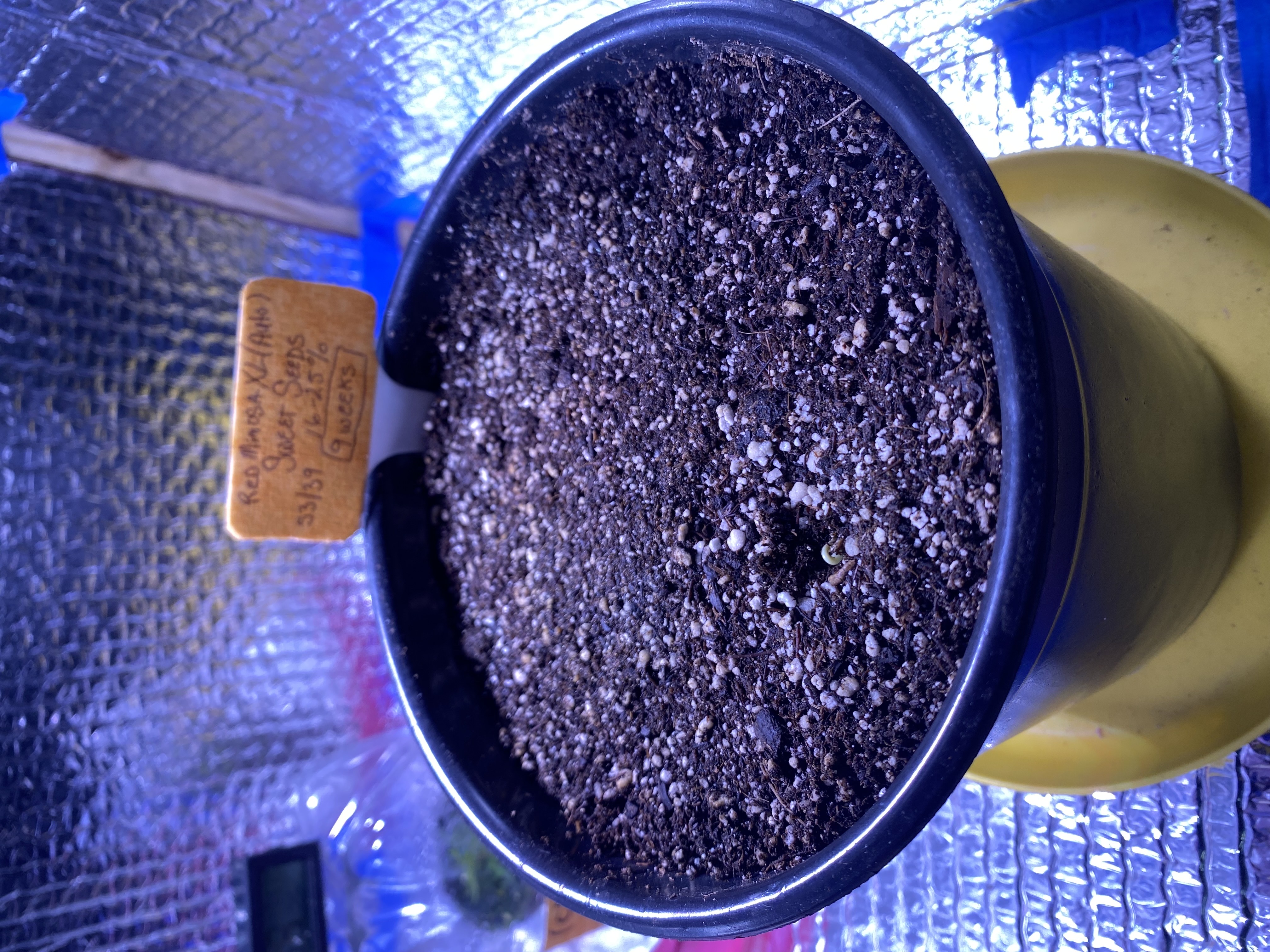 Red Mimosa XL(auto) — germination, day 6