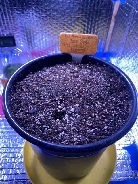 Red Mimosa XL(auto) — germination, day 6