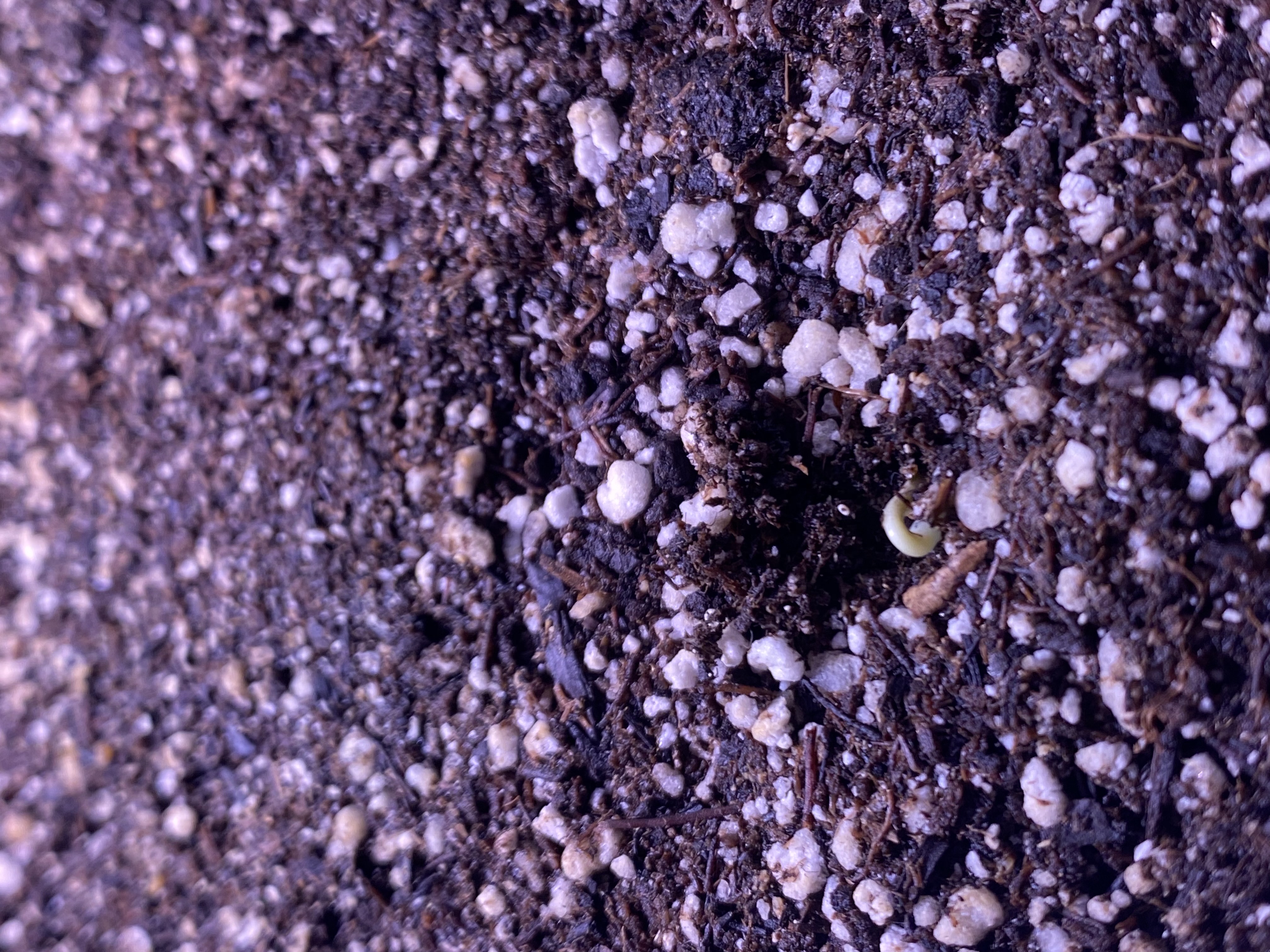 Red Mimosa XL(auto) — germination, day 6