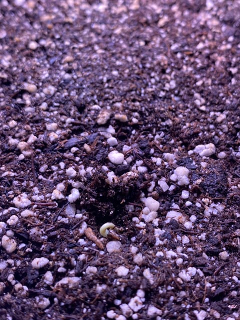 Red Mimosa XL(auto) — germination, day 6