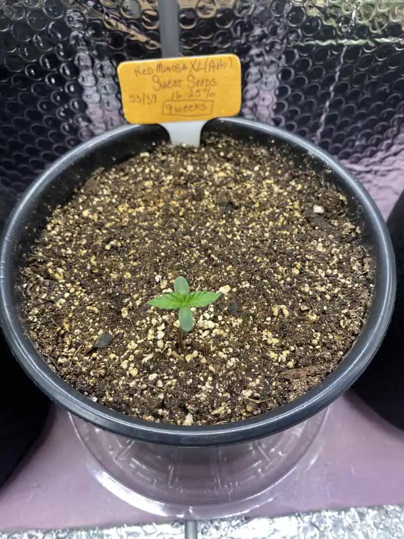 Red Mimosa XL(auto) — seedling_rooting, day 9