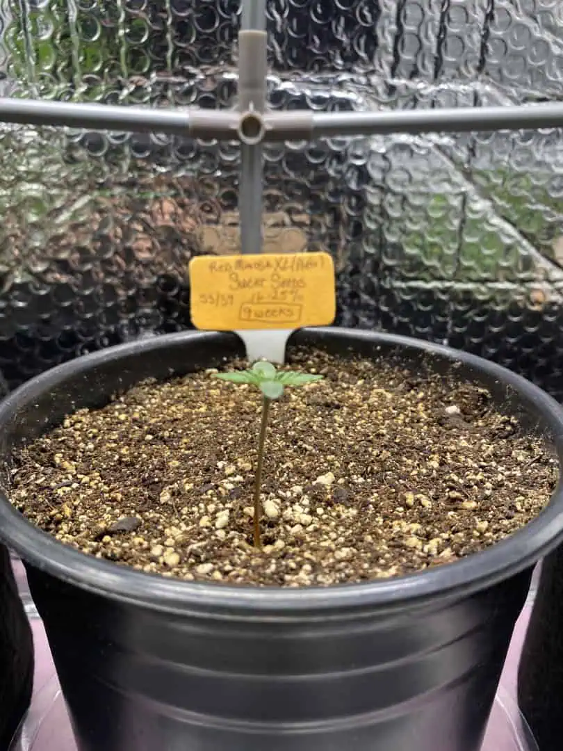 Red Mimosa XL(auto) — seedling_rooting, day 9