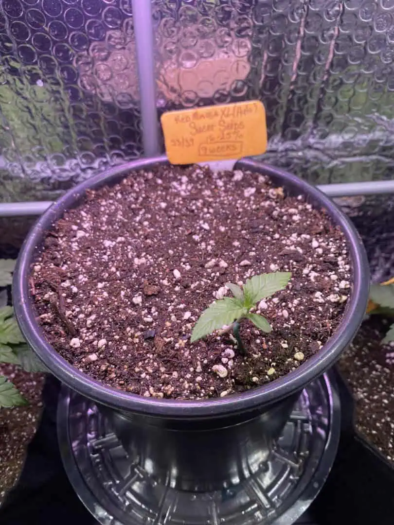 Red Mimosa XL(auto) — seedling_rooting, day 13