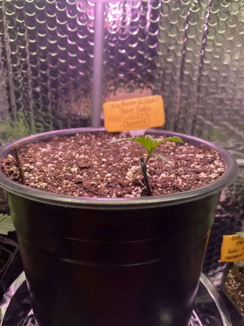 Red Mimosa XL(auto) — seedling_rooting, day 13