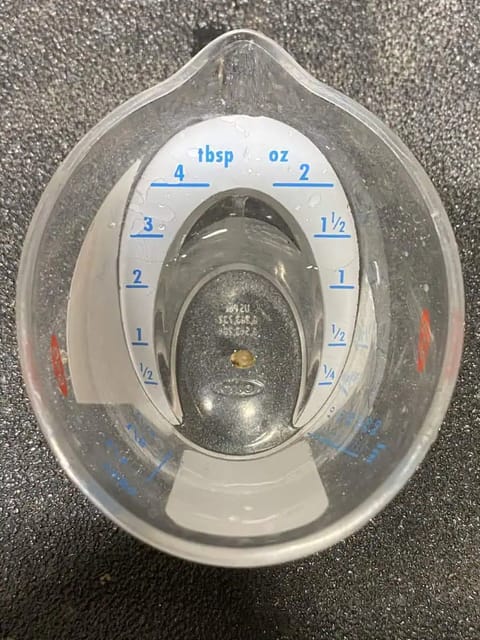 Black Muffin XL F1(fast) — germination, day 1