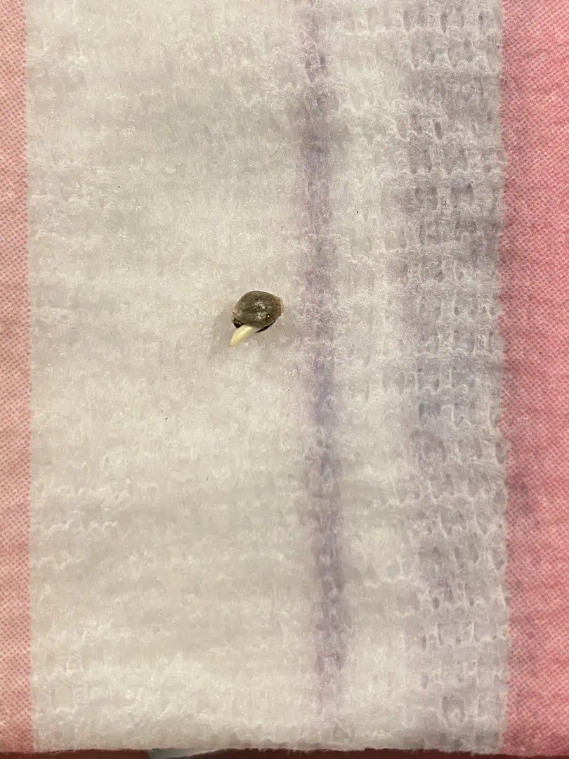 Black Muffin XL F1(fast) — germination, day 1