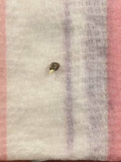 Black Muffin XL F1(fast) — germination, day 1