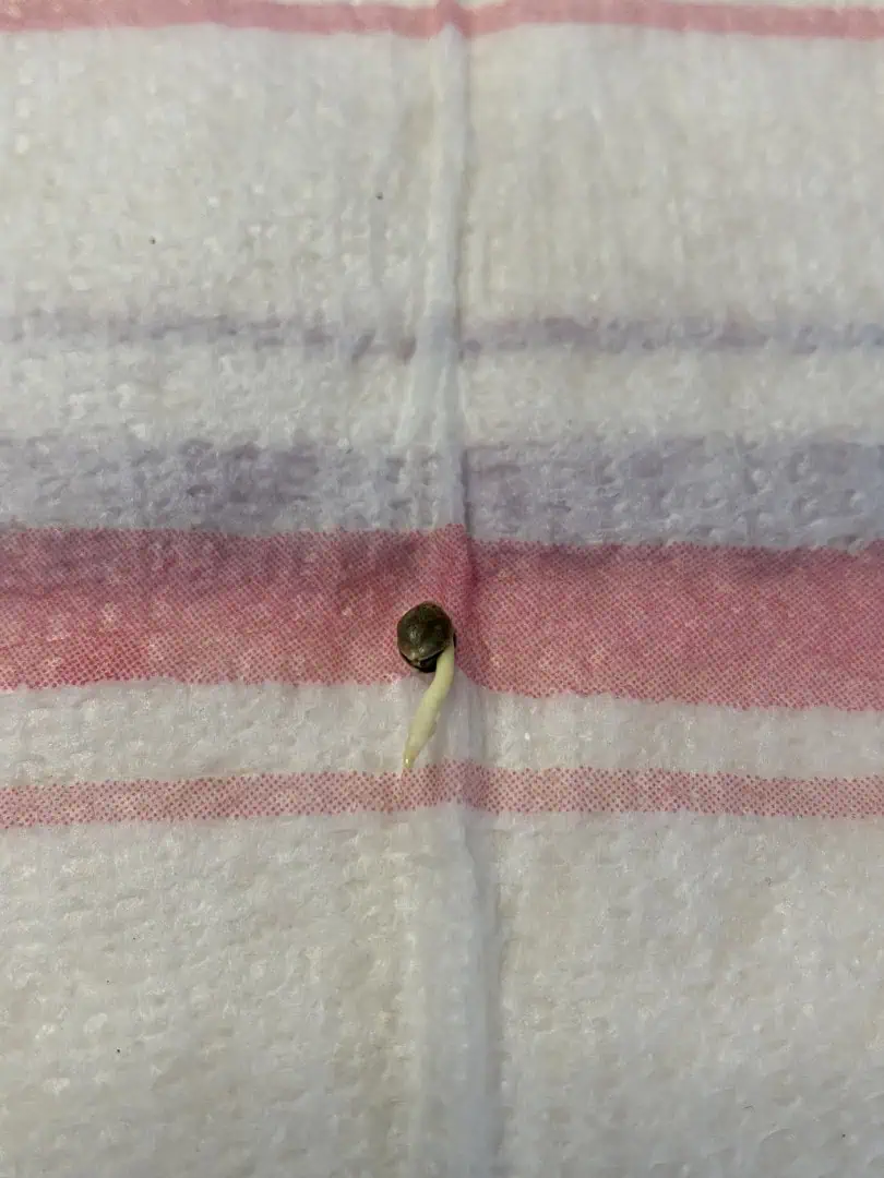 Black Muffin XL F1(fast) — germination, day 3