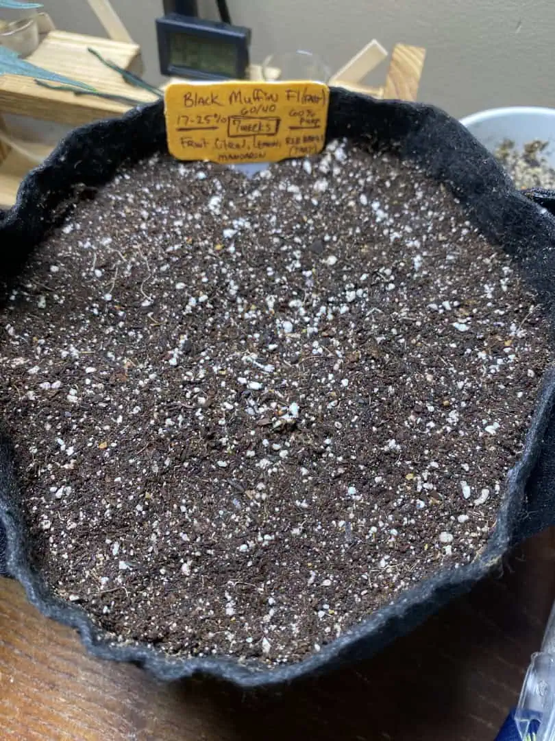 Black Muffin XL F1(fast) — germination, day 3