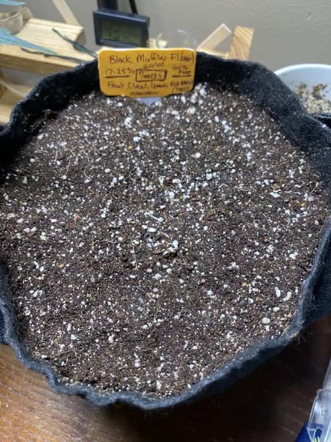 Black Muffin XL F1(fast) — germination, day 3