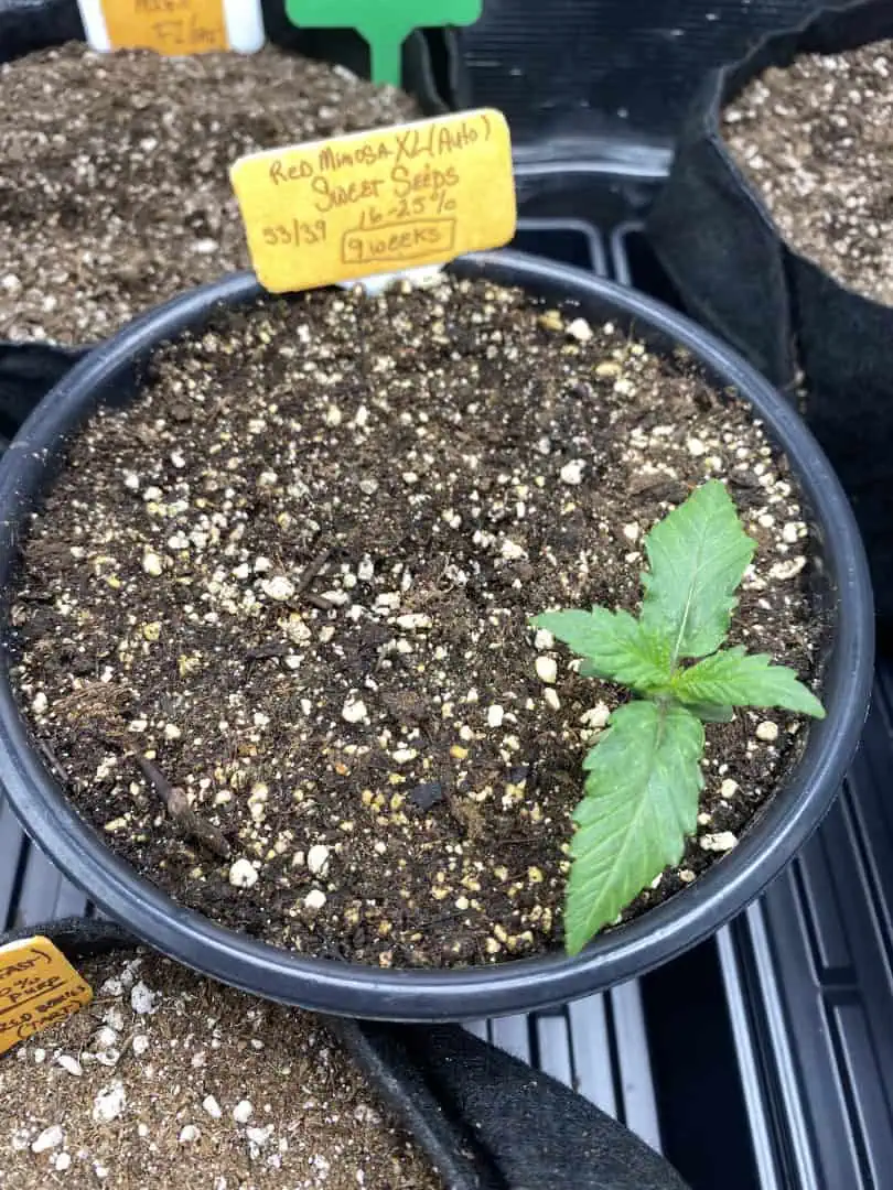 Red Mimosa XL(auto) — vegetative, day 15