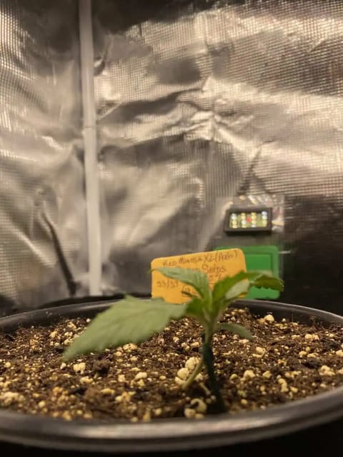Red Mimosa XL(auto) — vegetative, day 15