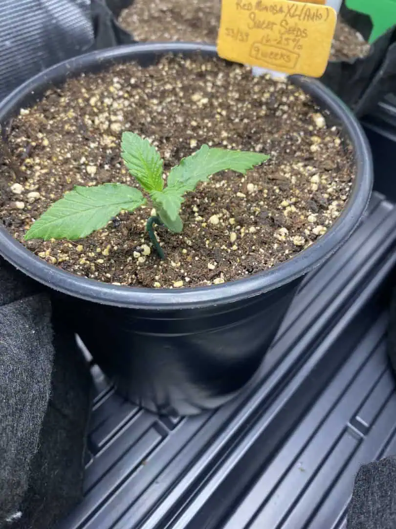 Red Mimosa XL(auto) — vegetative, day 15