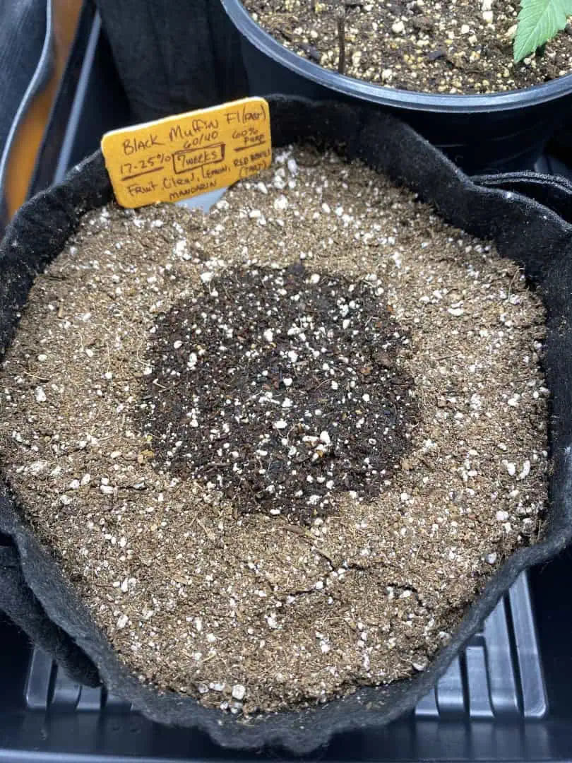 Black Muffin XL F1(fast) — germination, day 5