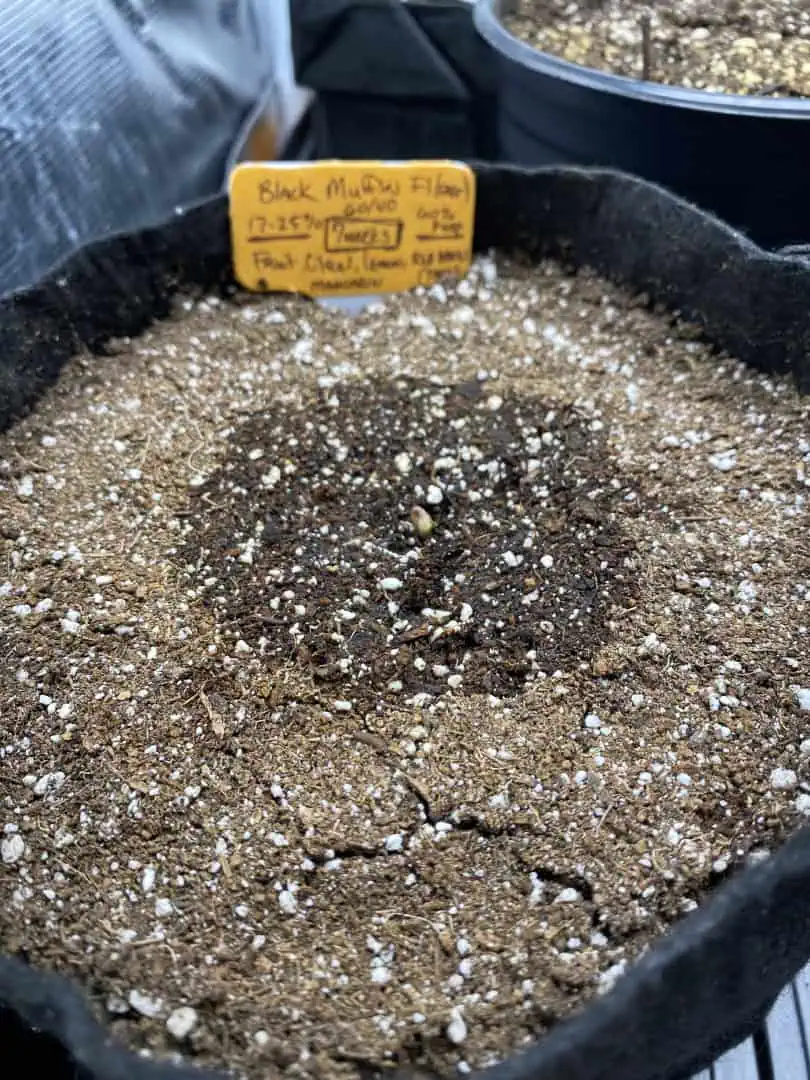Black Muffin XL F1(fast) — germination, day 7