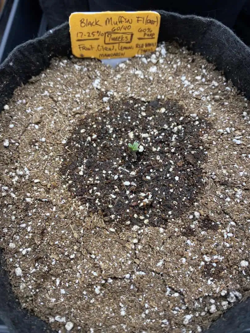 Black Muffin XL F1(fast) — germination, day 7