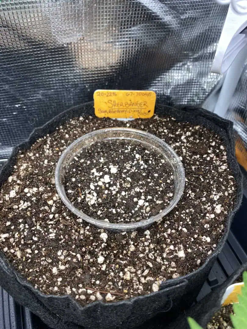 sherbanger — grow_setup, day 1