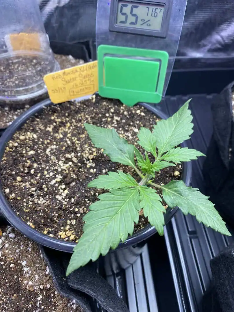 Red Mimosa XL(auto) — vegetative, day 19